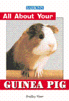 All_20about_20your_20guinea_20pig_large_1786