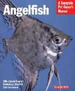 Angelfish_2581