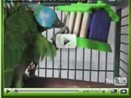 Tiki takeout aktivitetsleksak för papegojor