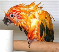 Fågelbad badkar till papegojor och fåglar